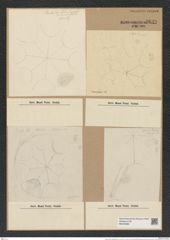 Asterolampra marylandica Ehr. (de-Toni-Nr.: Genus 235, Species 5662) Zeichnungen Sammlung Grunow Nr. 9649 (NHMW-BOT-W0379580)